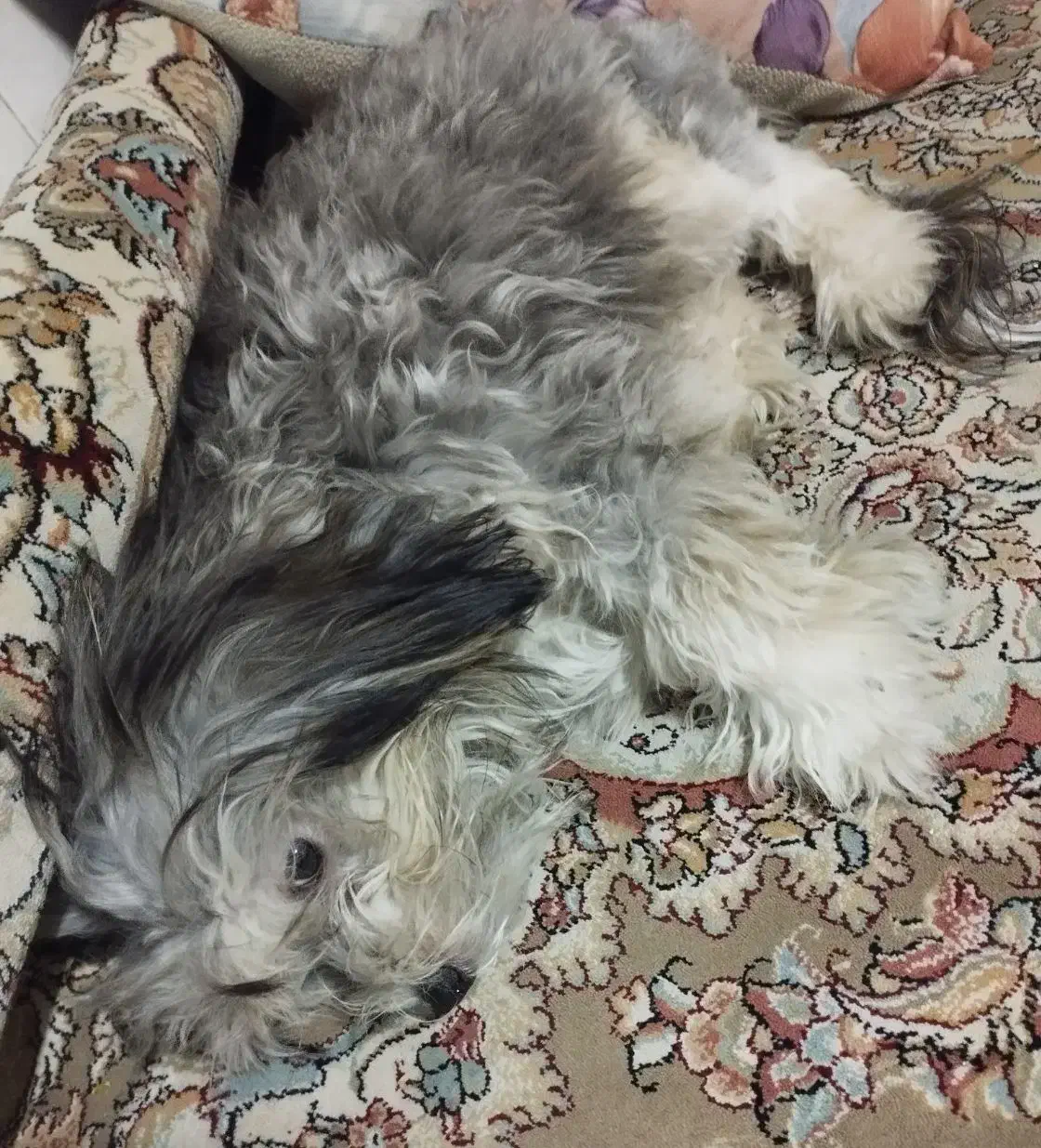 نژاد شیتزو تریر|سگ|تهران, فردوس|دیوار