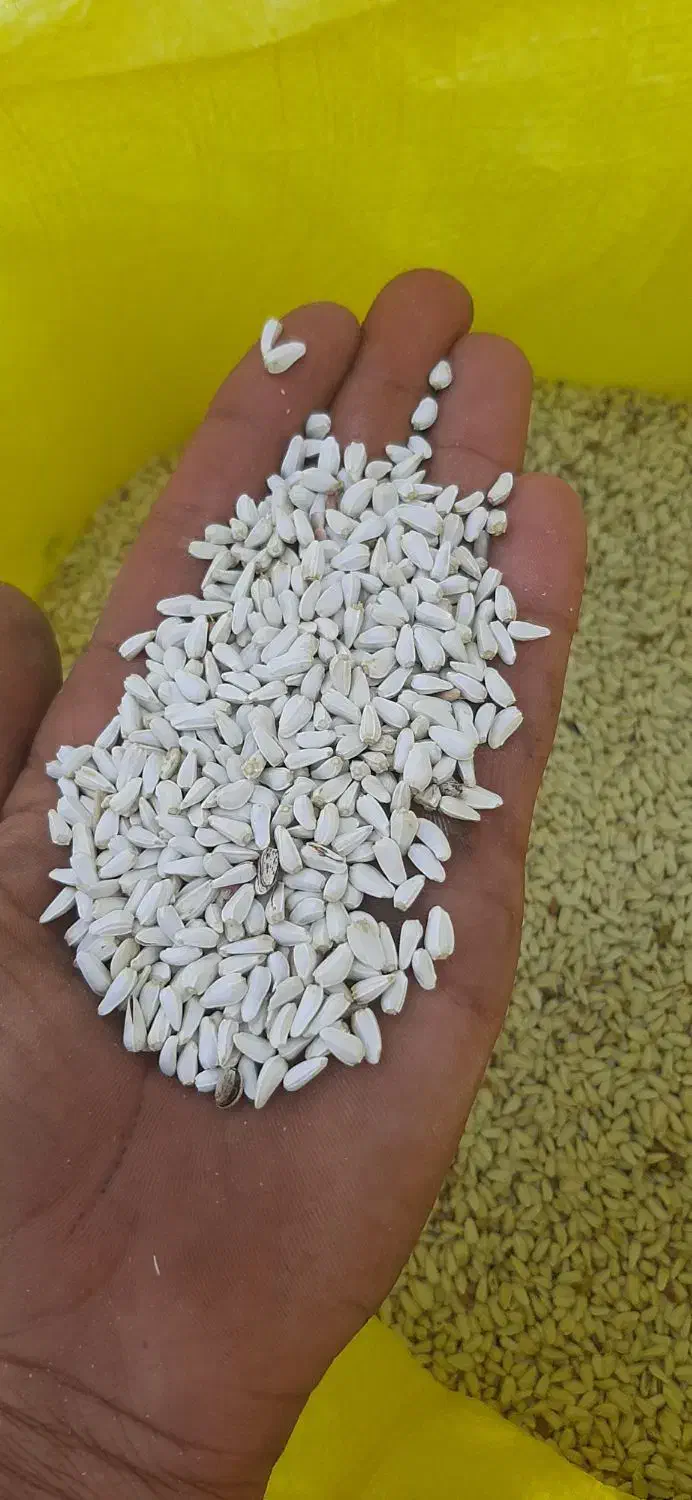 گلرنگ|گل و گیاه طبیعی|مرودشت, مجد آباد|دیوار