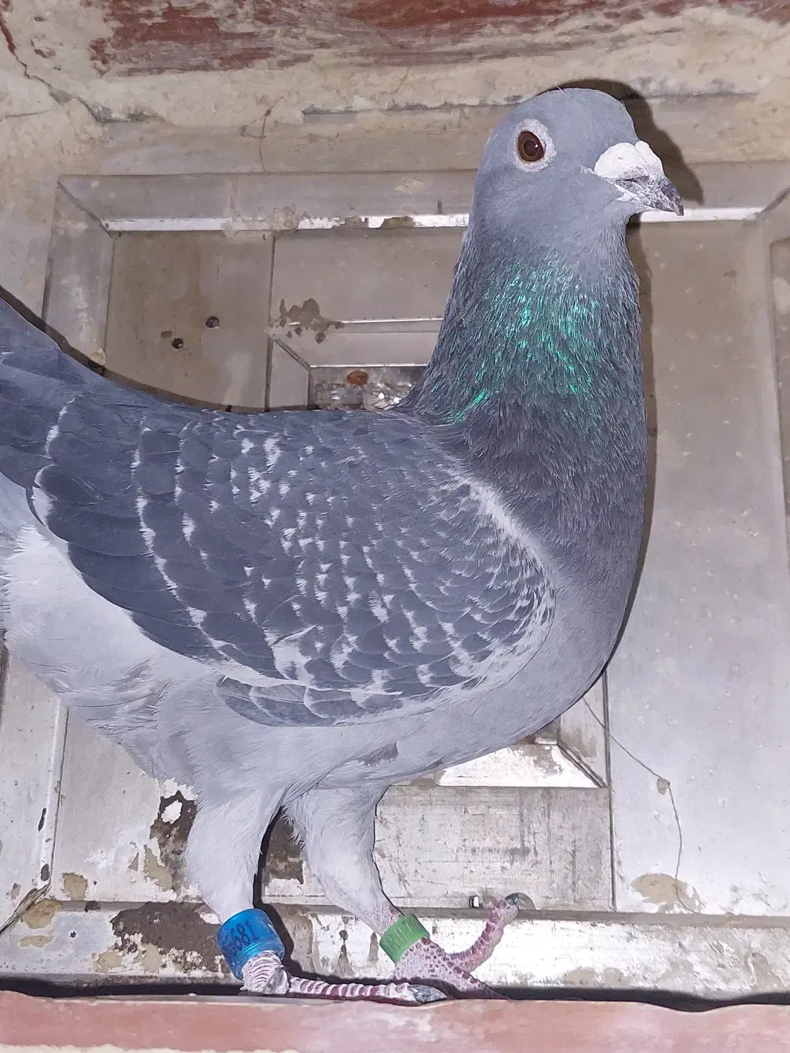 کبوتر اردن مسافتی|پرنده|محمدشهر, همایون ویلا|دیوار