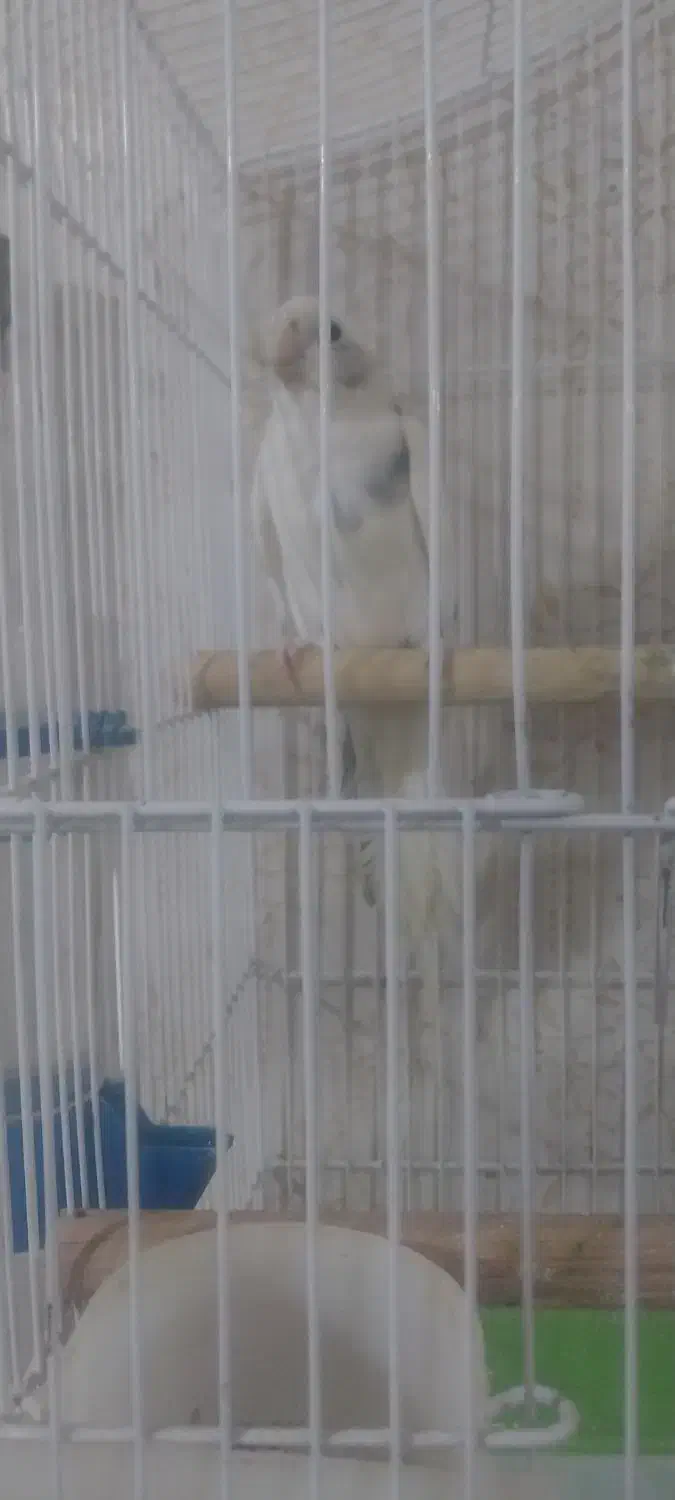 عروس هلندی نر دوکت|پرنده|شوط, |دیوار