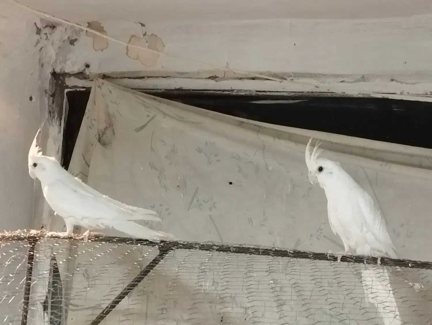 یه جفت عروس آلبینو|پرنده|رفسنجان, |دیوار