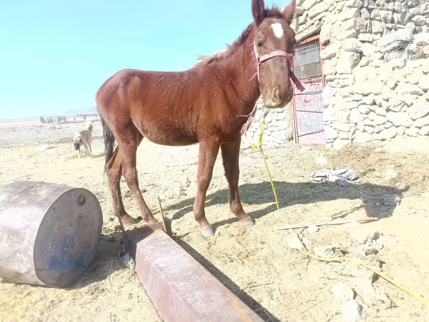 کره اسب نر فروشی 13ماهه|اسب و تجهیزات اسبسواری|صوغان, |دیوار