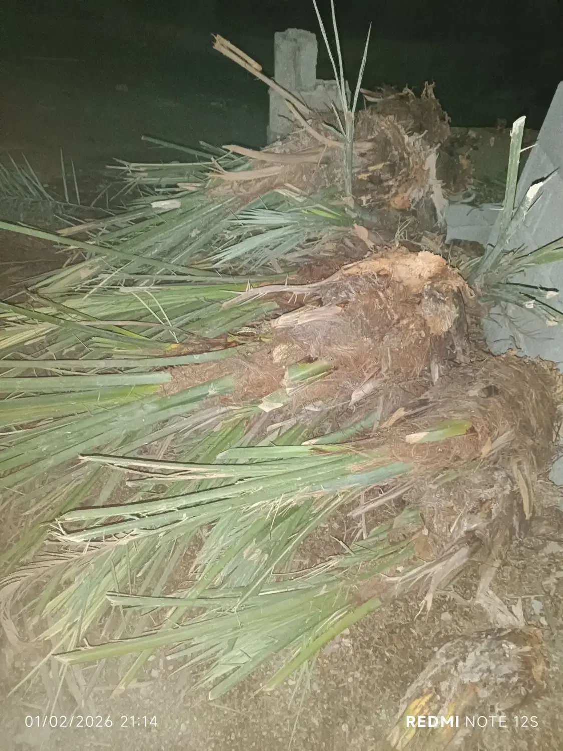 فروش پاجوش نخل|حراج|شوشتر, |دیوار