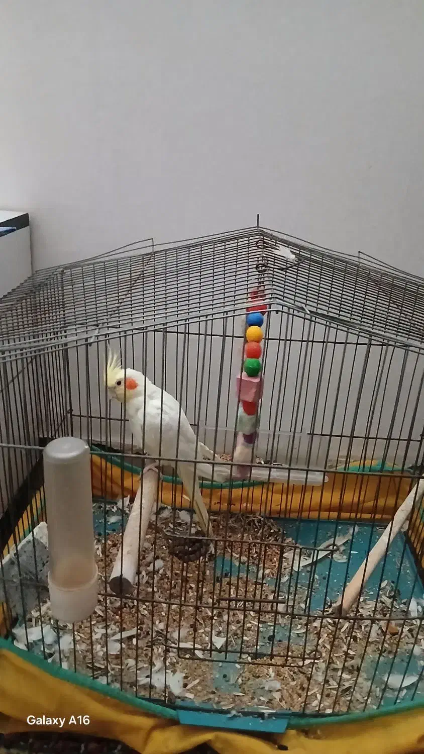 پرنده فروشی|پرنده|بندر ماهشهر, |دیوار