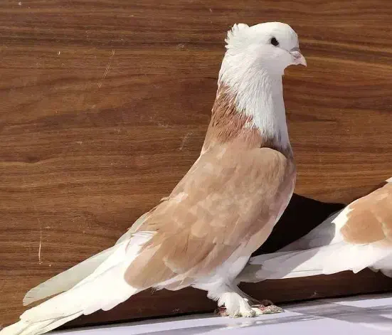 گمشده|حیوانات|برخوار, |دیوار