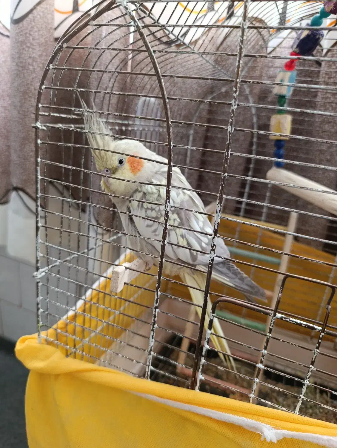 عروس هلندی|پرنده|معصومیه, |دیوار