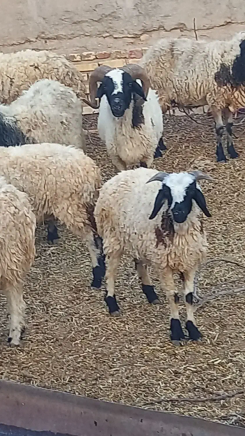 گوسفند فروشی|حیوانات مزرعه|مهریز, |دیوار