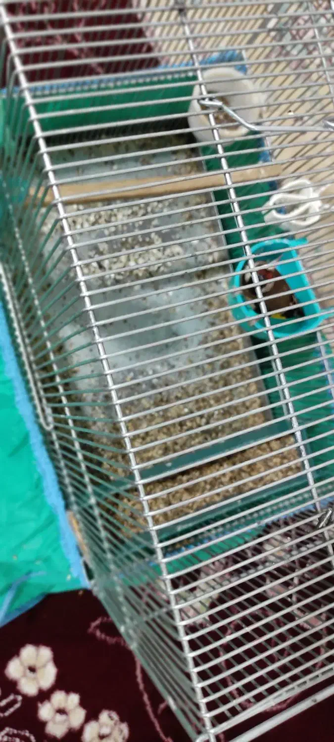 پرنده نر|پرنده|کوهدشت, |دیوار