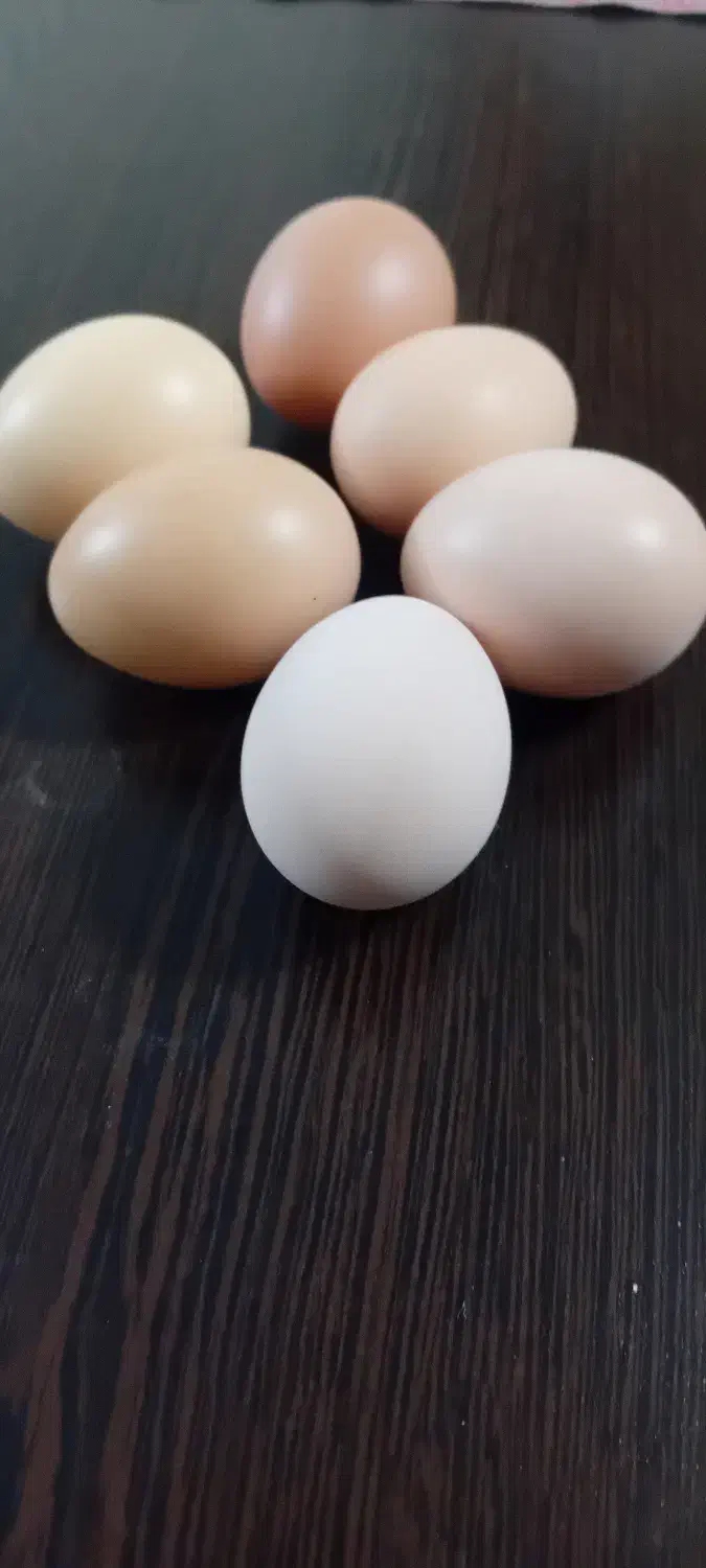 تخم مرغ رسمی گلپایگانی|خوردنی و آشامیدنی|پاکدشت, پاکدشت (مامازند)|دیوار