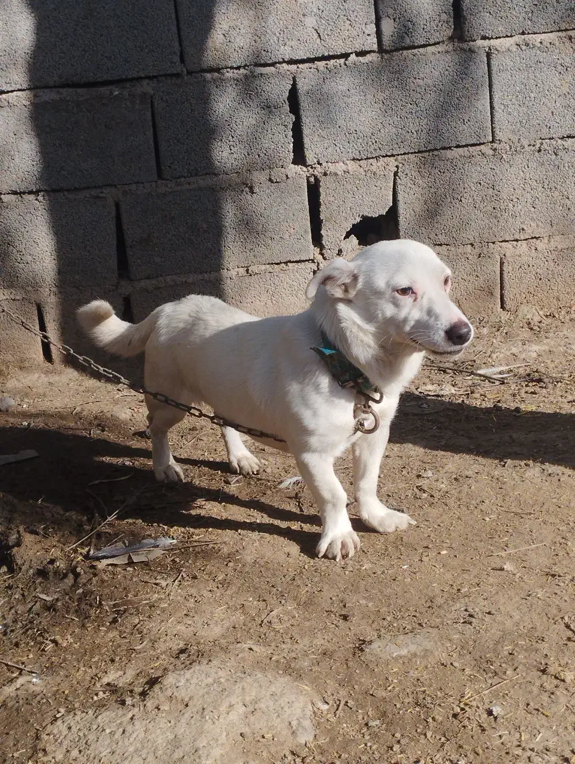 پاکوتا نر|سگ|سنگدوین, |دیوار