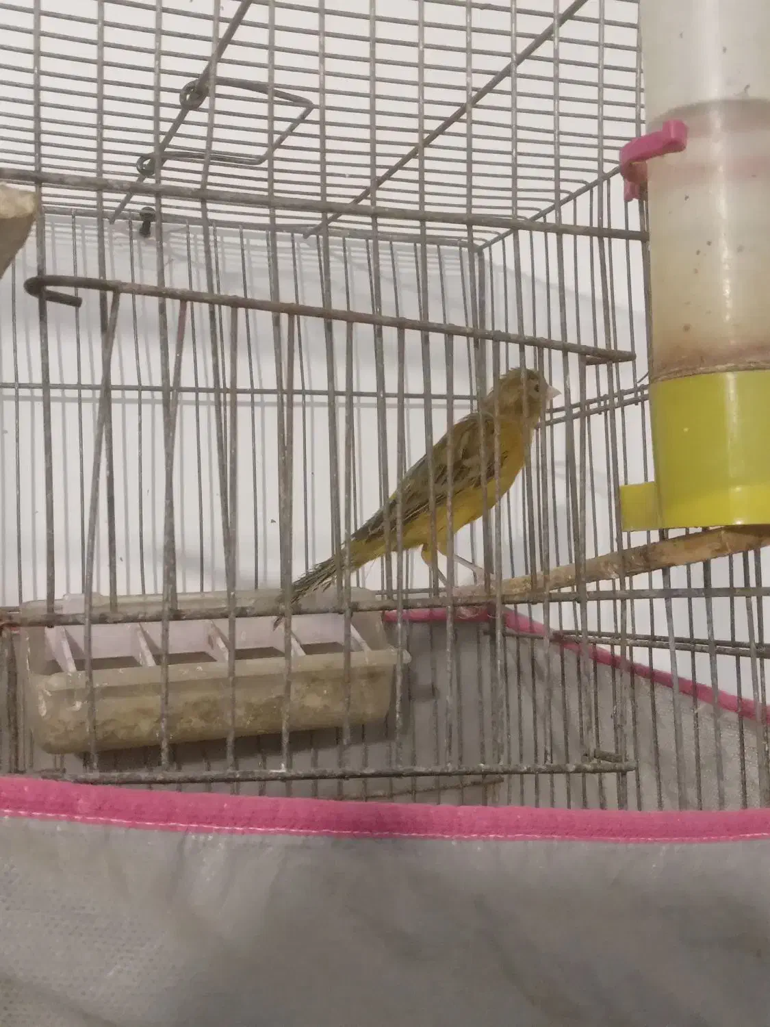 سهره وقناری|پرنده|رفسنجان, |دیوار