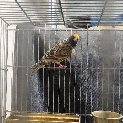 گلبسر|پرنده|کهریزک, |دیوار