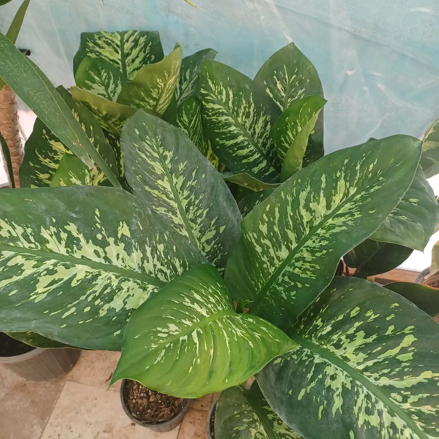 فروش انواع گل وگیاهان اپارتمانی|گل و گیاه طبیعی|آران و بیدگل, |دیوار