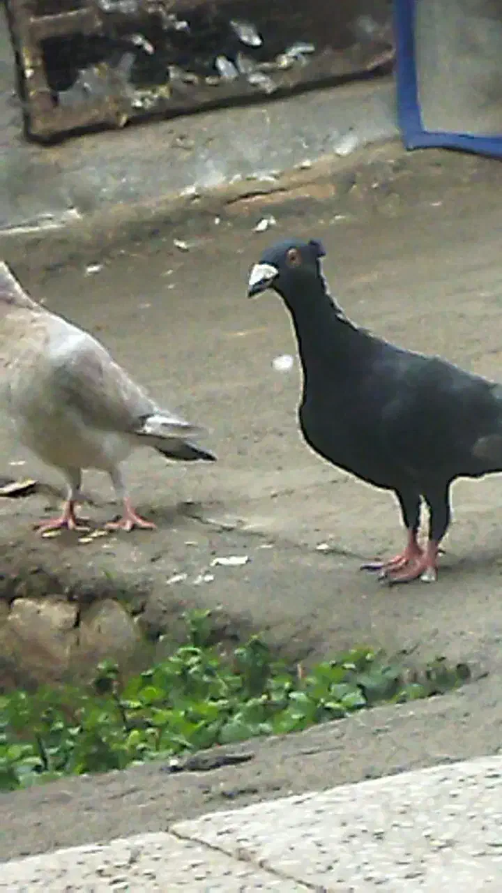 کبوتر سگ پرشی جوین جفت گاه پرشی|پرنده|سبزوار, هفت تیر|دیوار