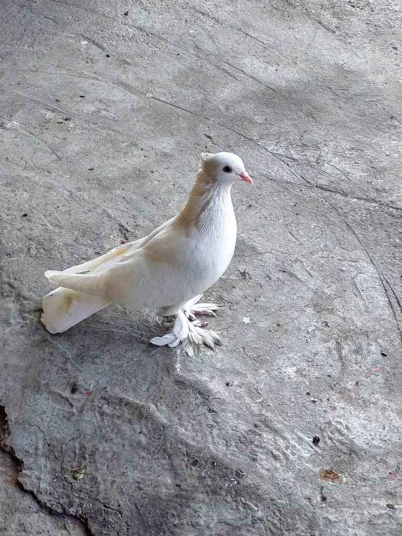کبوتر سفید کاکلی|پرنده|کردکوی, |دیوار