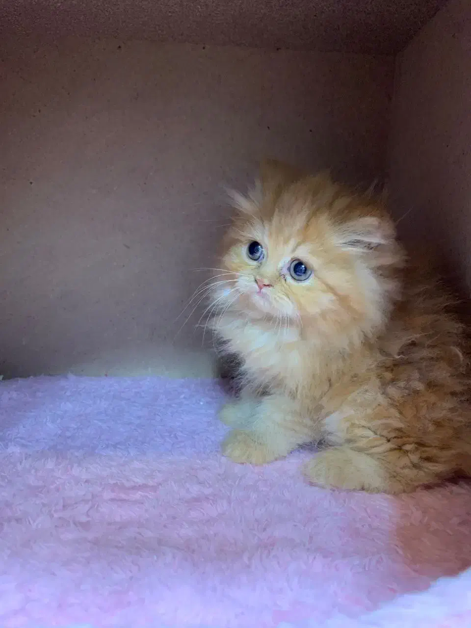 بریتیش گارفیلدی لانگ هیر|گربه|رشت, چله خانه|دیوار