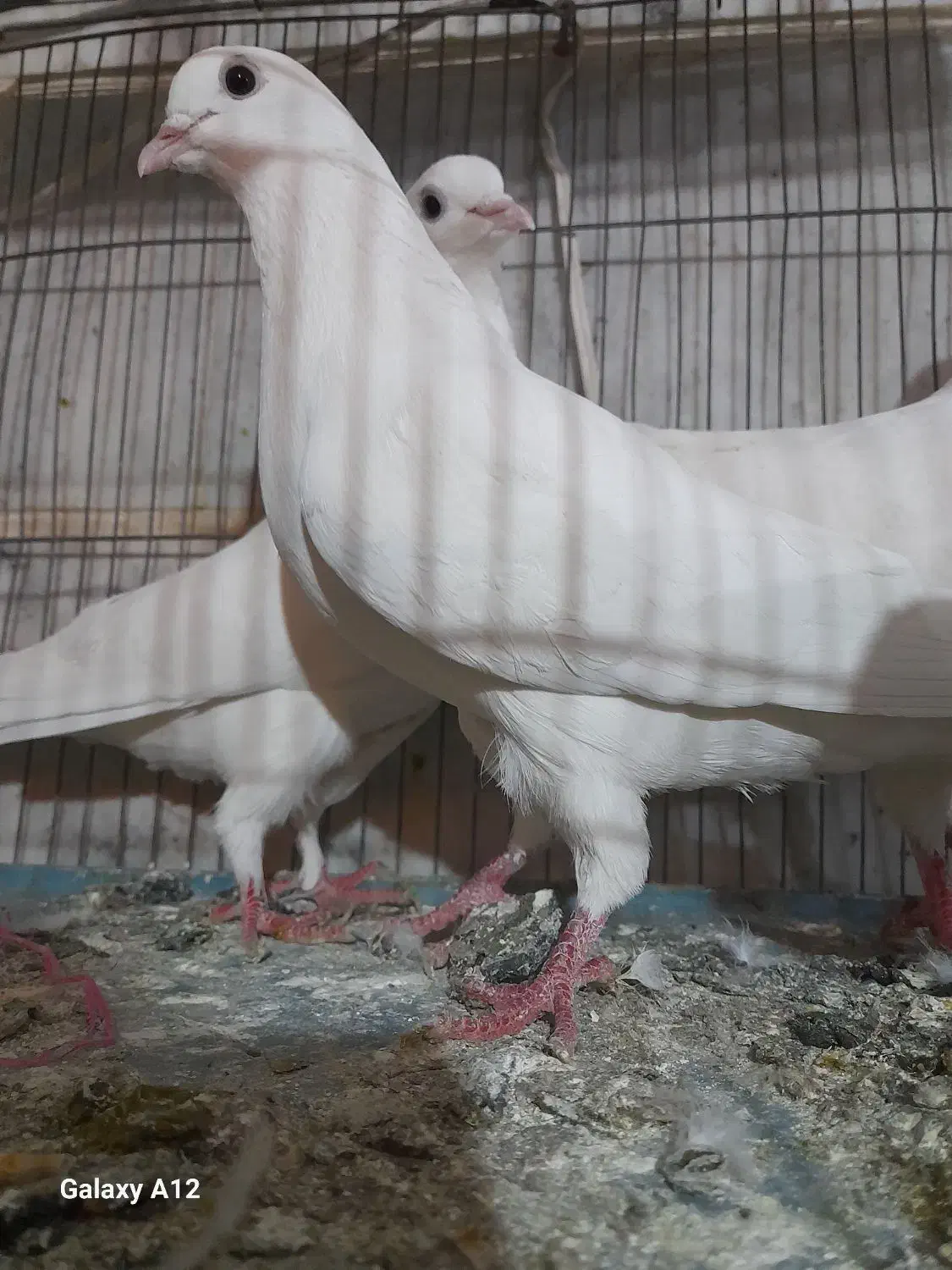 کفترپرشی خوب|پرنده|هشتگرد, تهران دشت|دیوار