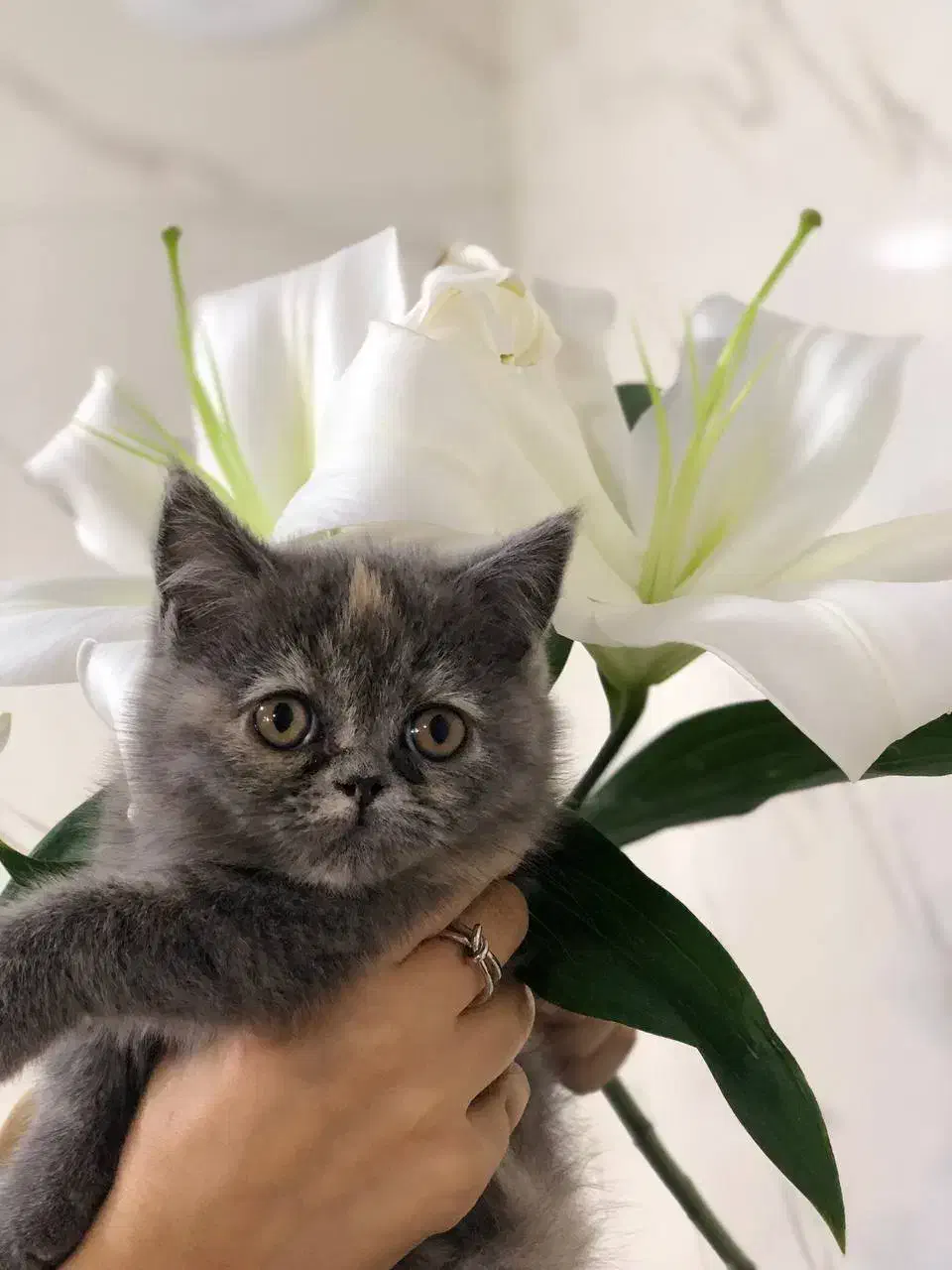 گربه اسکاتیش پرشین|گربه|نیشابور, امین اسلامی|دیوار