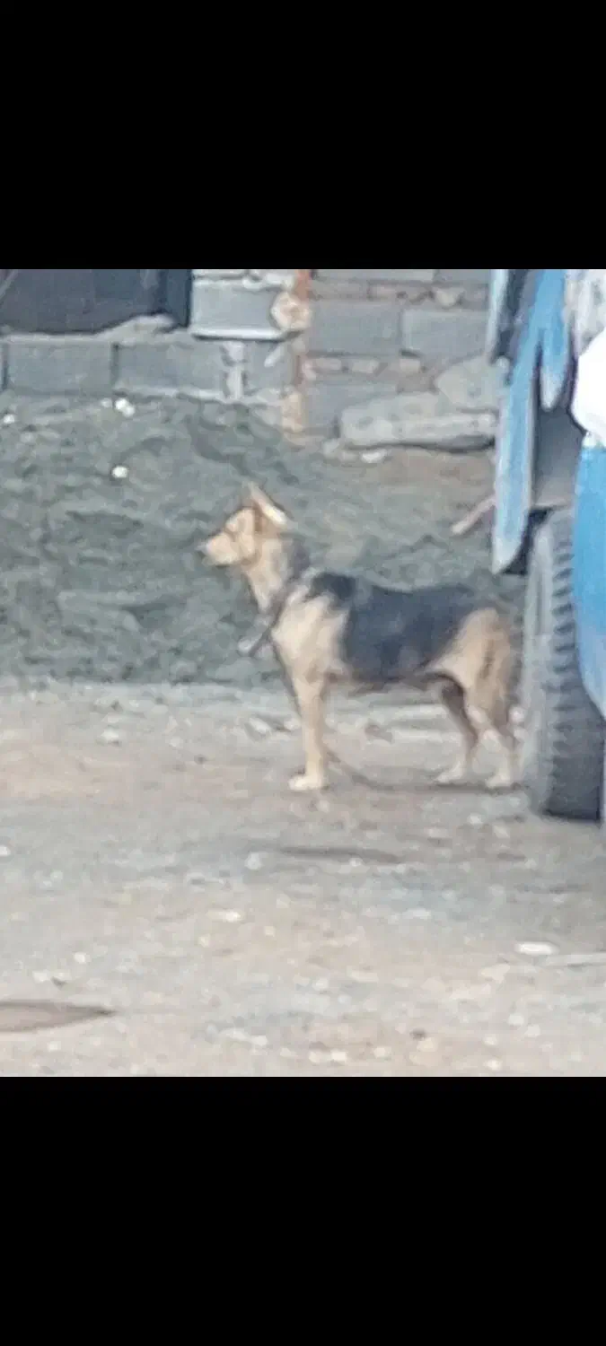 حیوانات|سگ|خوسف, |دیوار