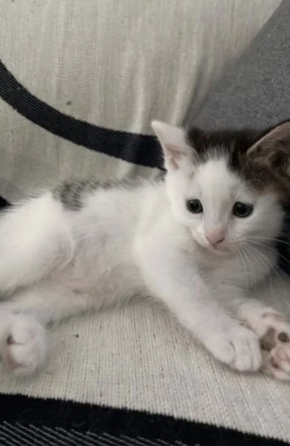 واگذاری رایگان گربه DSH|گربه|محلات, |دیوار