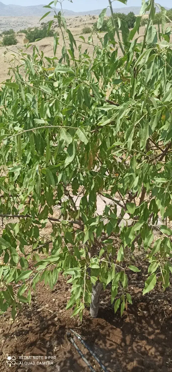 یک هکتار و نیم زمین کشاورزی باغی روستای الک کهن|فروش زمین و ملک کلنگی|کامیاران, |دیوار