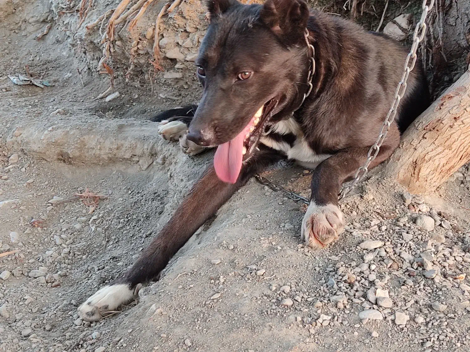 واگذاری حیون گشت بالا کسی داشت|سگ|توکهور, |دیوار