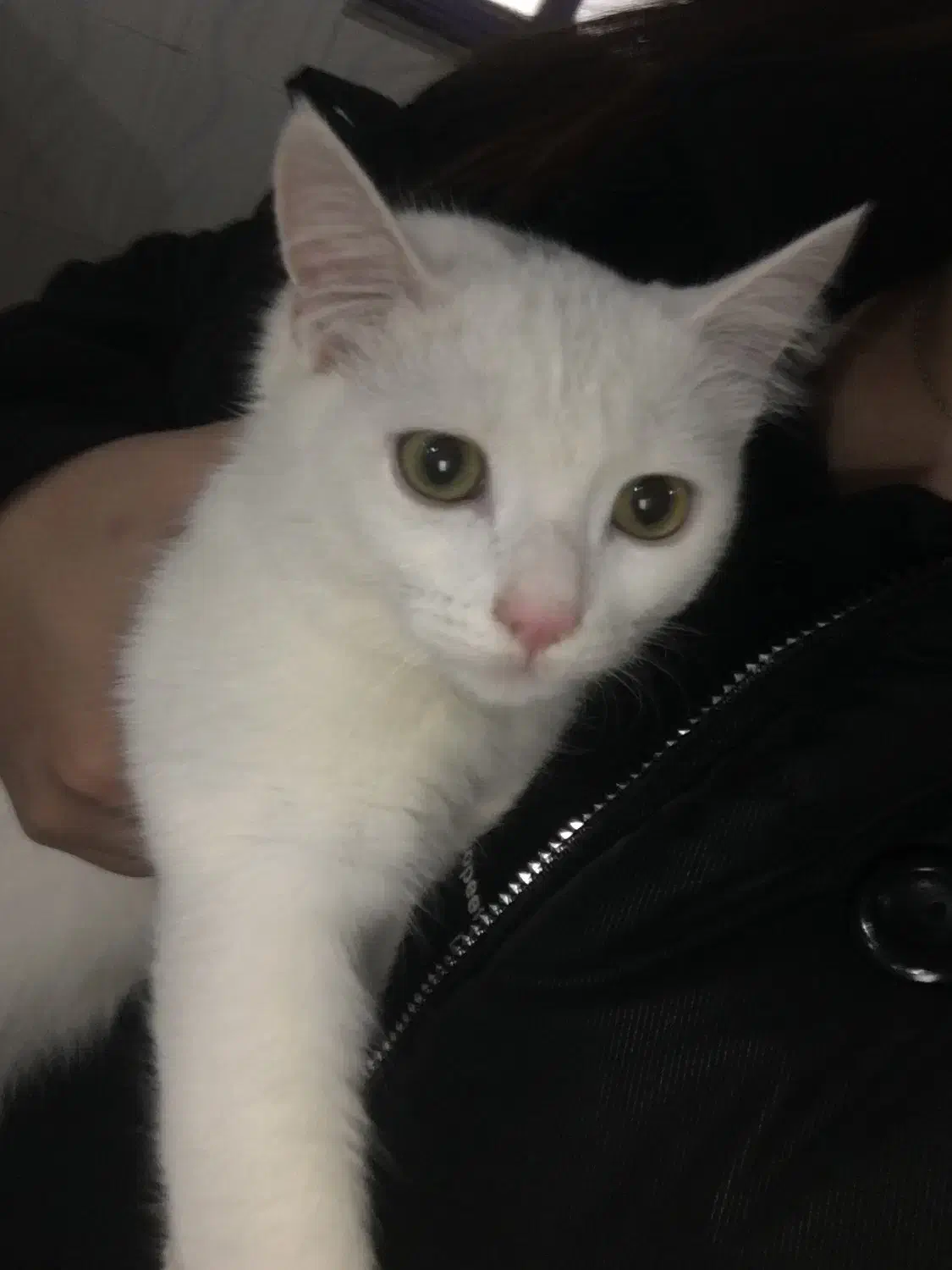 گربه پرشین|گربه|مریوان, |دیوار