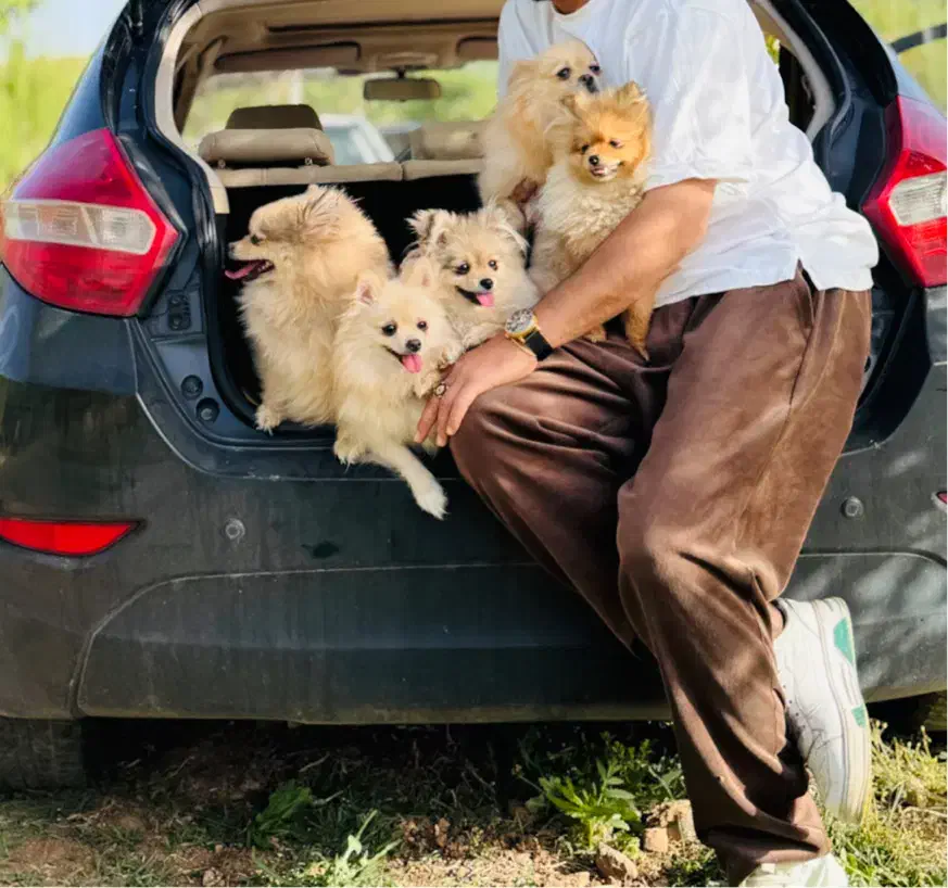 پامرین|سگ|شهرکرد, |دیوار