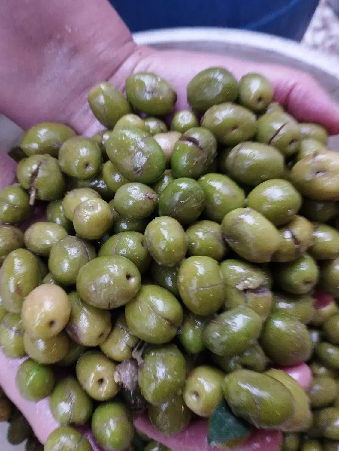 زیتون سبز و تازه|خوردنی و آشامیدنی|لاهیجان, امیرشهید|دیوار