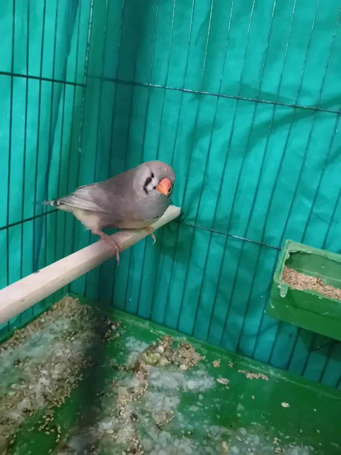 فنج انگلیسی ماده|پرنده|بندرعباس, |دیوار