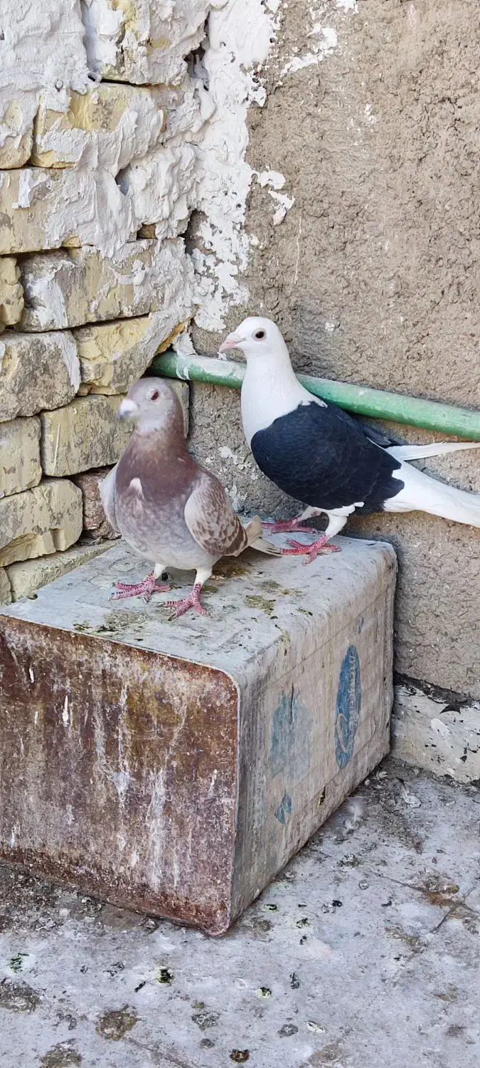 کفتر پلاکی|پرنده|شیراز, کوشک میدان|دیوار