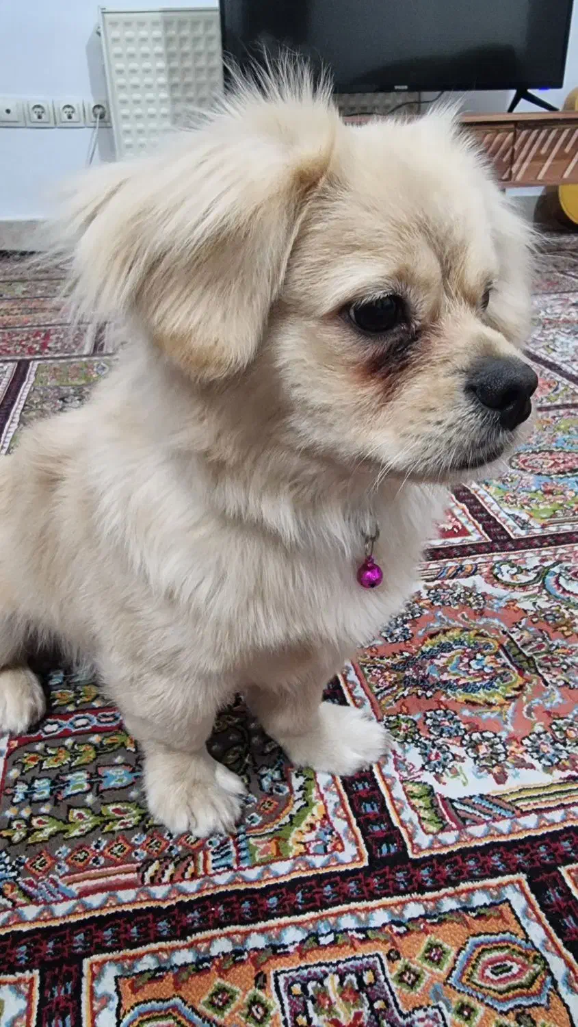 سگ کوچولو میکس پودل|سگ|کرمانشاه, |دیوار