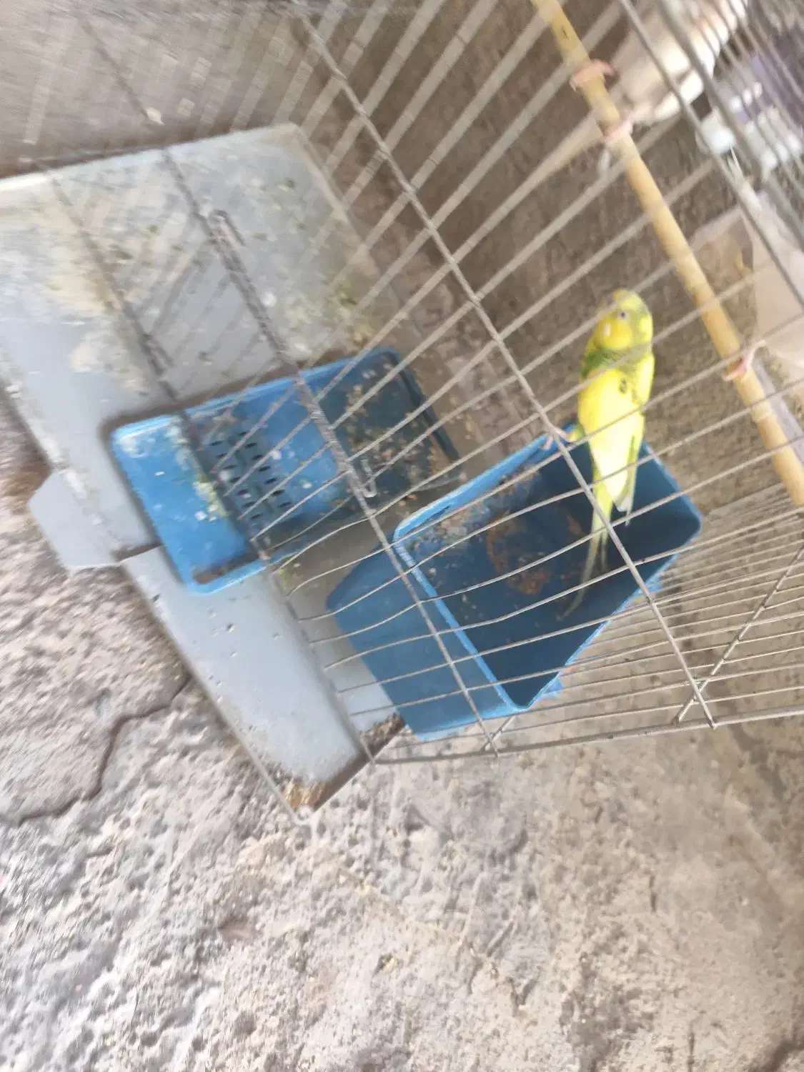 مرغ عشق|پرنده|جیرفت, |دیوار