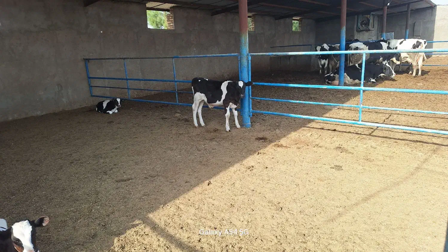 کارگر گاوداری|استخدام صنعتی، فنی، مهندسی|فردوس (خراسان), |دیوار