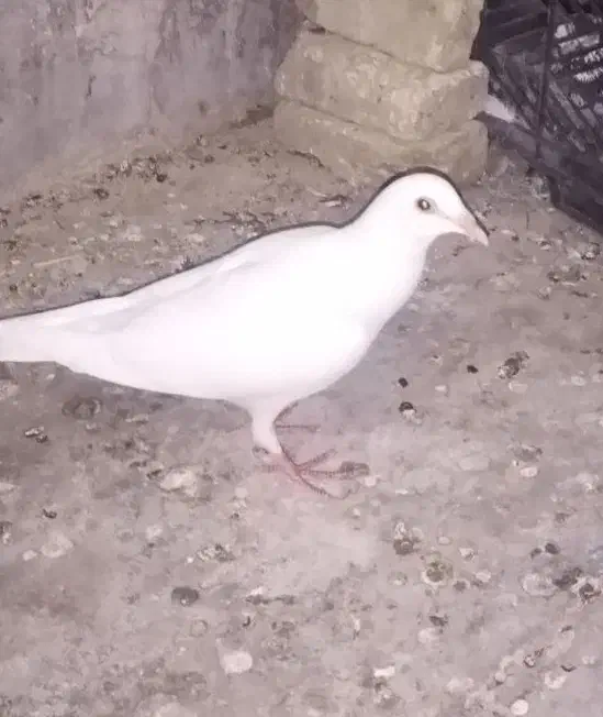 سفید جوجه فروشیی|پرنده|مسجد سلیمان, |دیوار