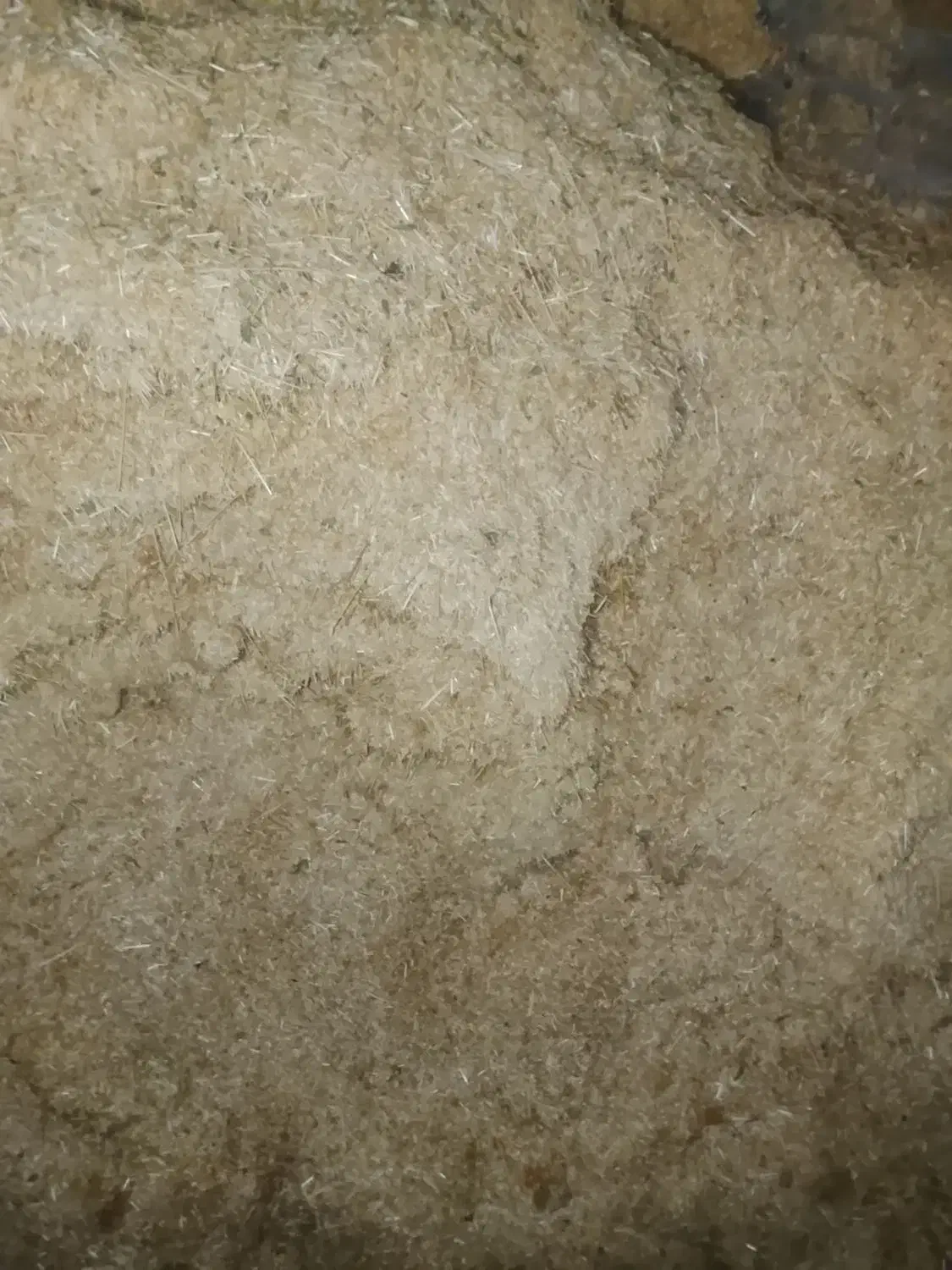 کاه سفید|لوازم جانبی حیوانات|گیان, |دیوار