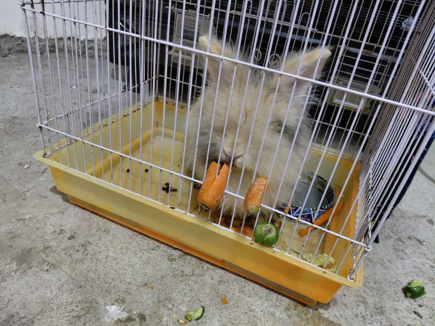 فروش خرگوش|موش و خرگوش|تالش, هشتپر|دیوار