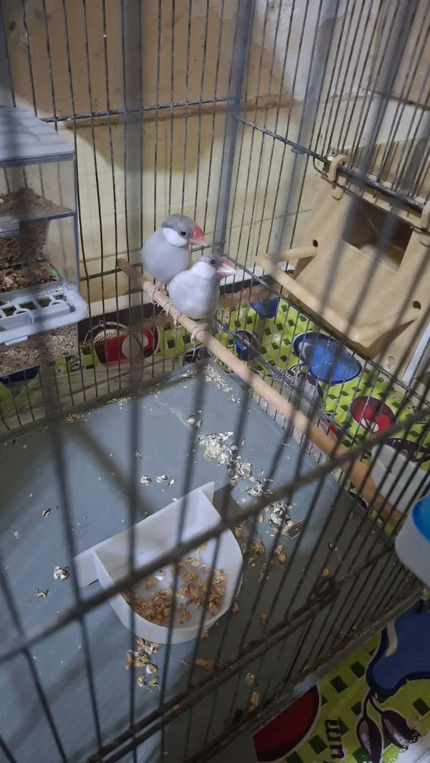 فنج نرگسی|پرنده|قم, انصار‌الحسین|دیوار