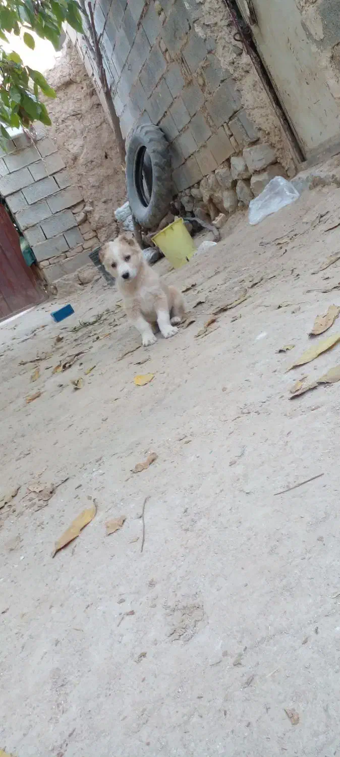 توله دورگ سرابی|سگ|بجنورد, |دیوار