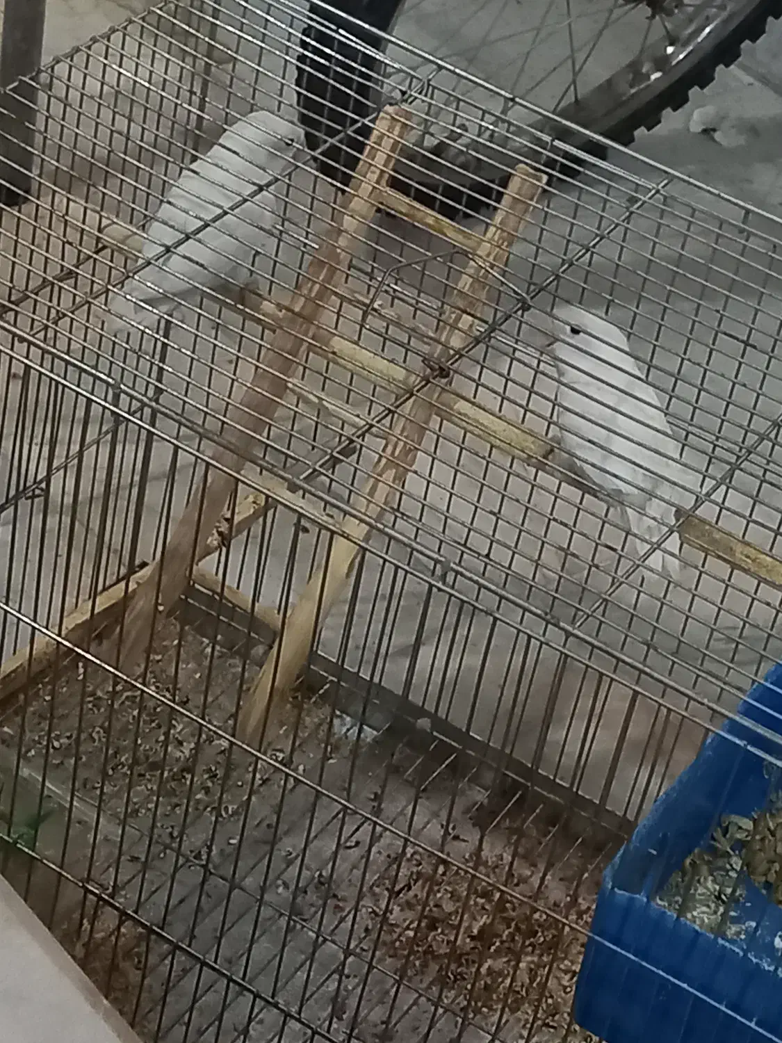 فروش کوتوله برزیلی|پرنده|شهرکرد, |دیوار