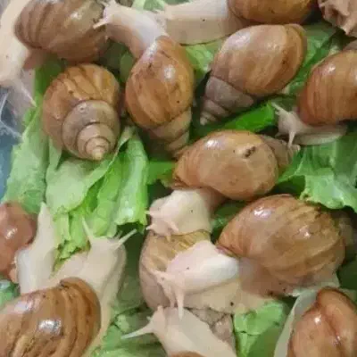 حلزون|خزنده|پیشوا, |دیوار