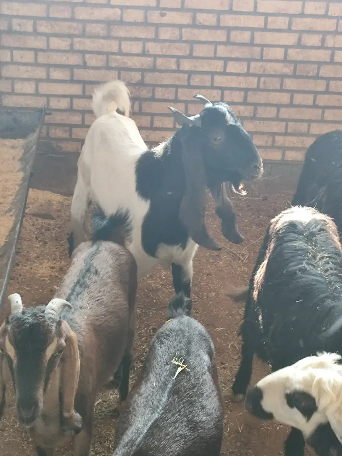 بز نر|حیوانات مزرعه|خرمشهر, |دیوار