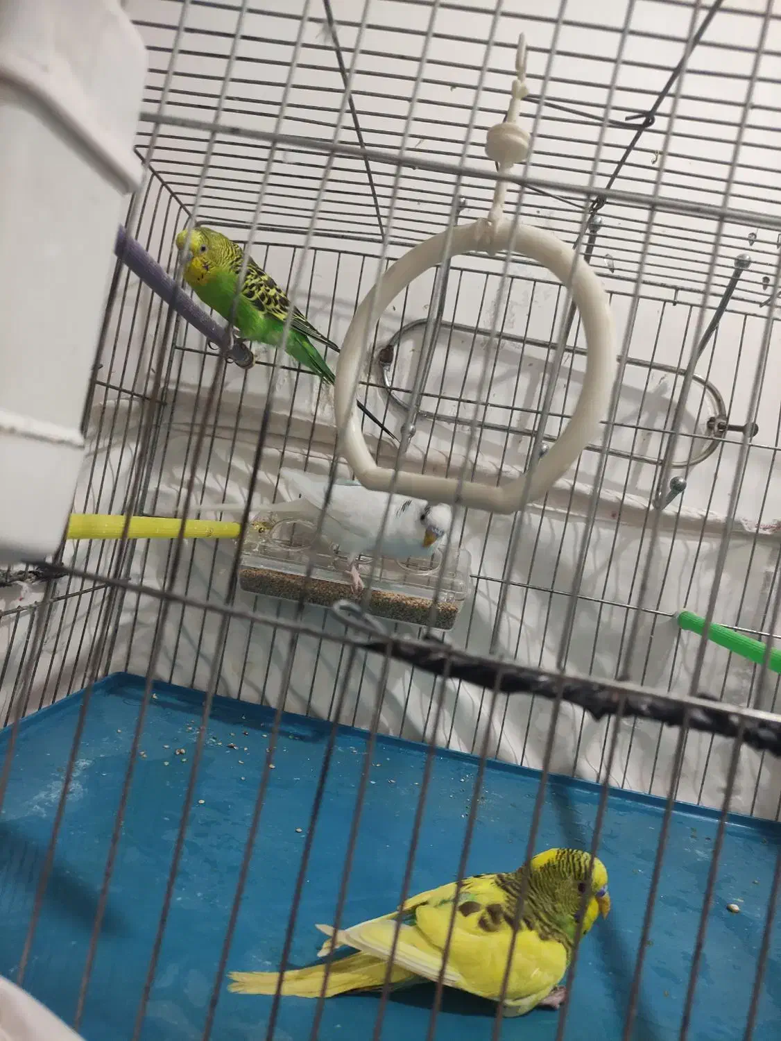 مرغ عشق|پرنده|ارومیه, |دیوار