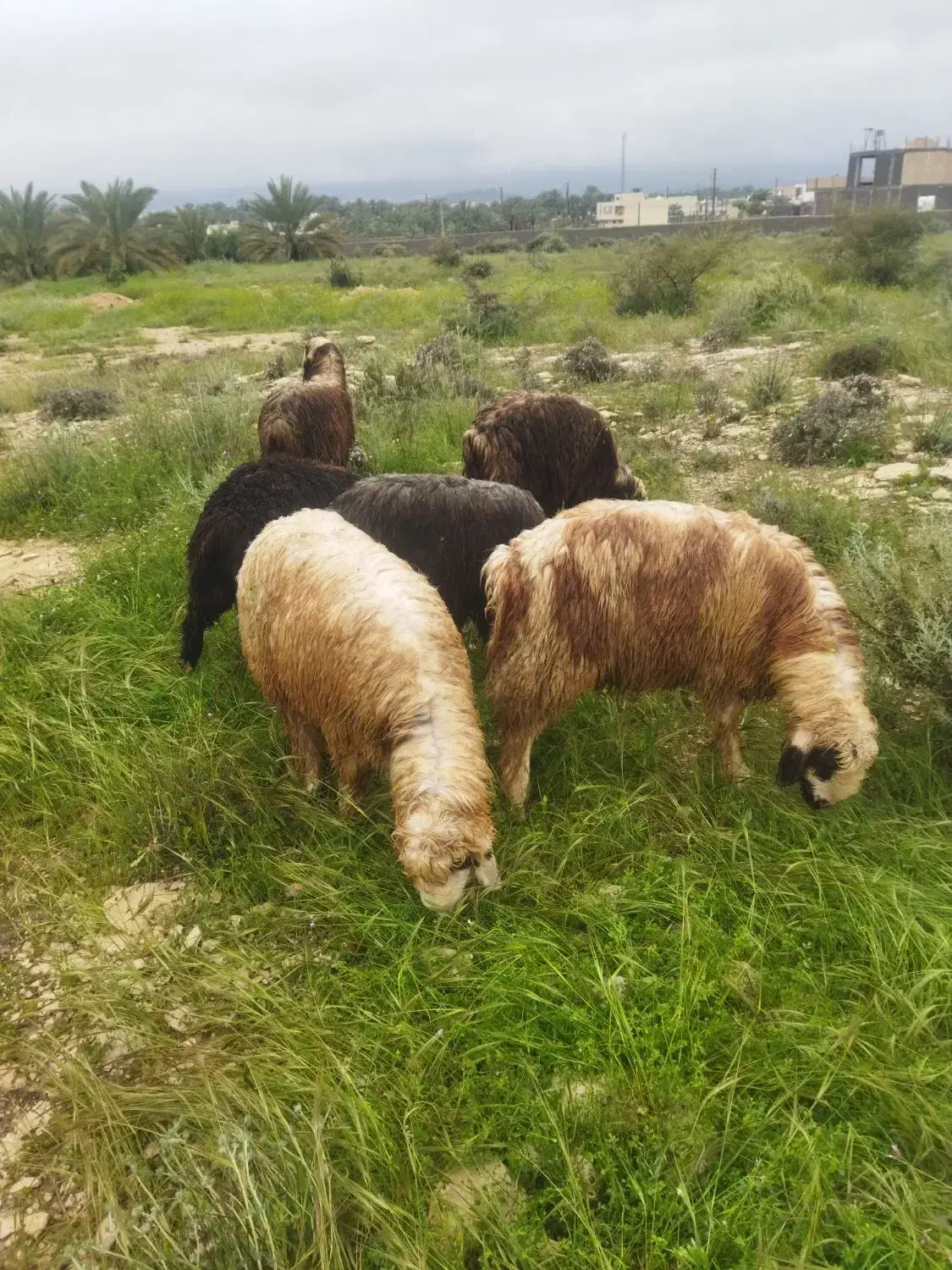 بره|حیوانات مزرعه|جم, |دیوار