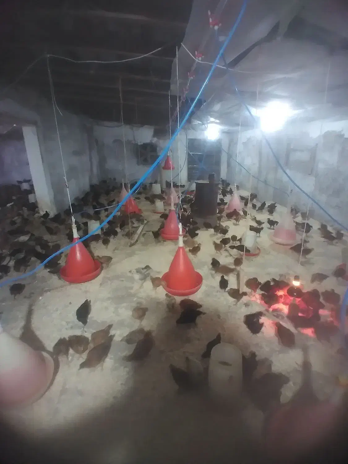 جوجه گلپایگان|حیوانات مزرعه|لشت نشا, |دیوار