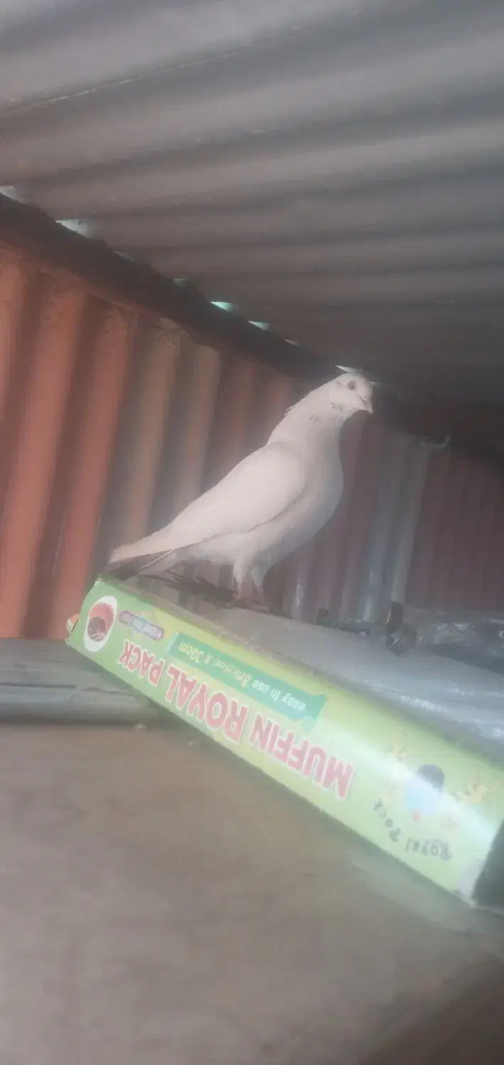 کبوتر|پرنده|مسجد سلیمان, |دیوار