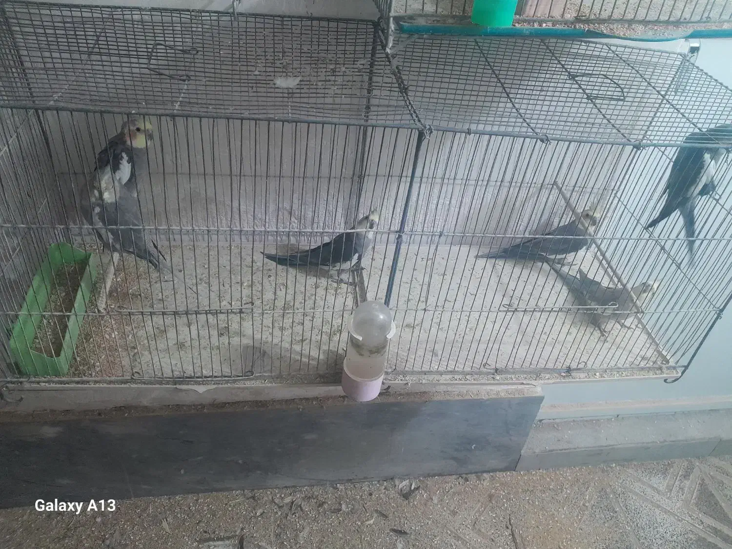 فروش عروس هلندی جفت|پرنده|شاهینشهر, فیض|دیوار