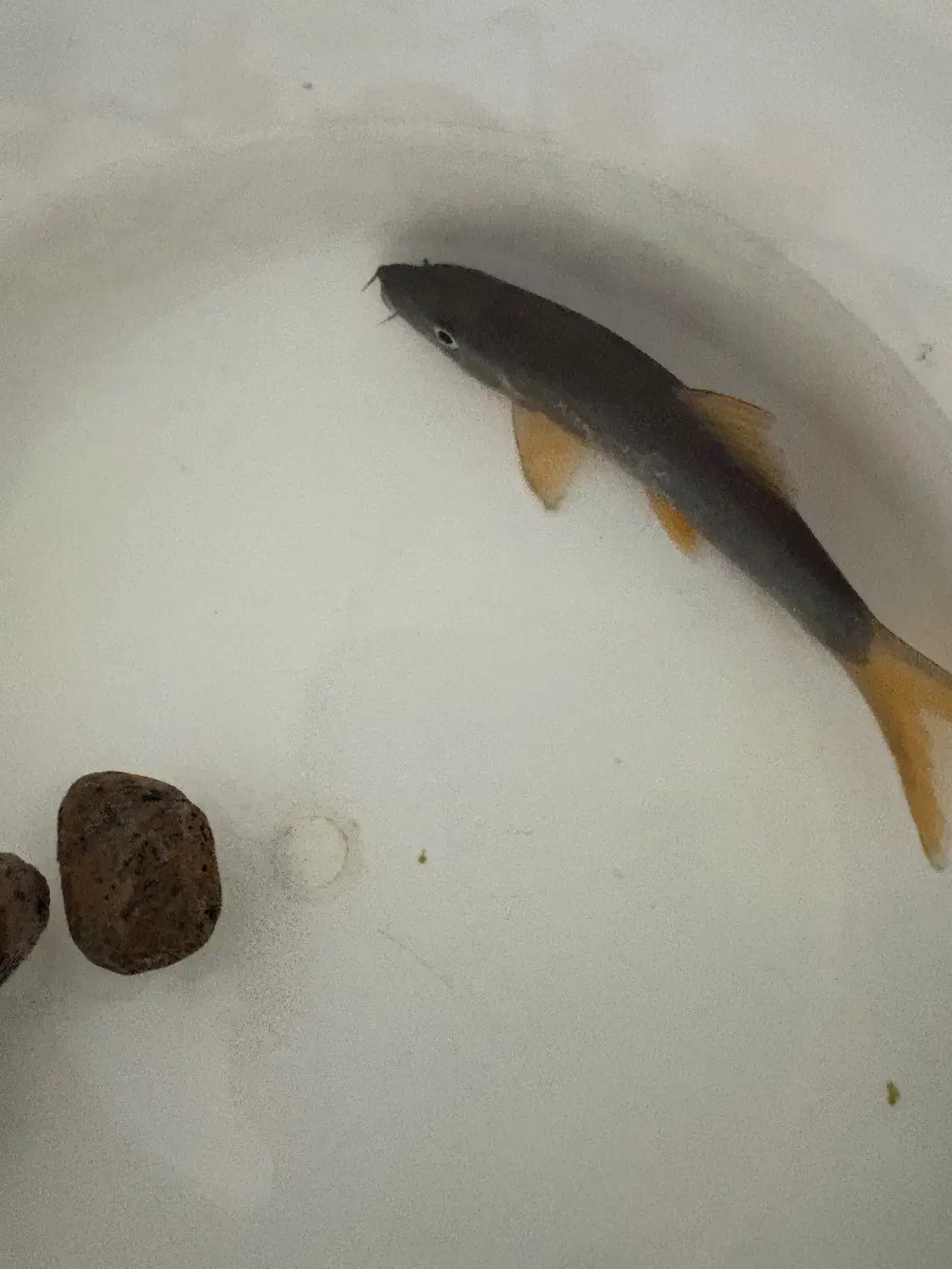 شارک رمبو دم گرمز ۹سانتی|ماهی|کامفیروز, |دیوار