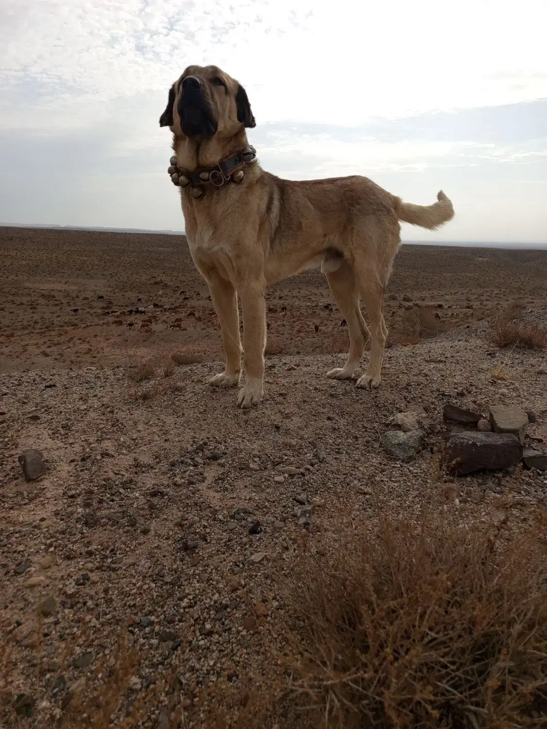 سگ گله|حیوانات مزرعه|تربت جام, جامرود|دیوار