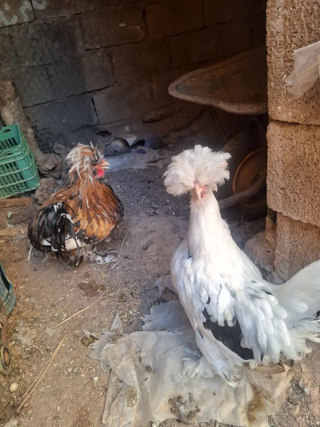 مرغ خروس سلطان|حیوانات مزرعه|مسجد سلیمان, |دیوار